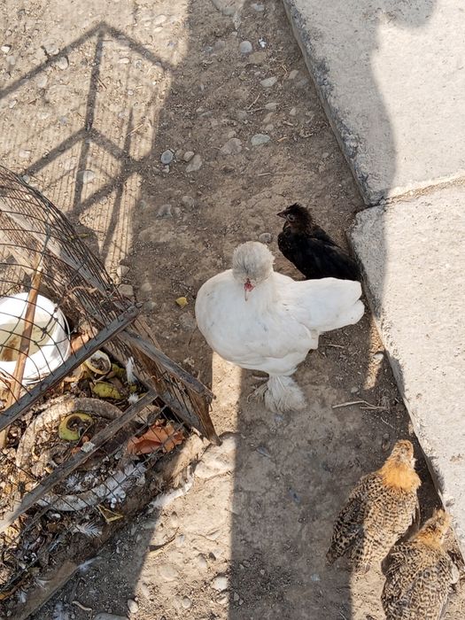 Японски таук кораз