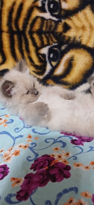 Продаю сиамсие котята