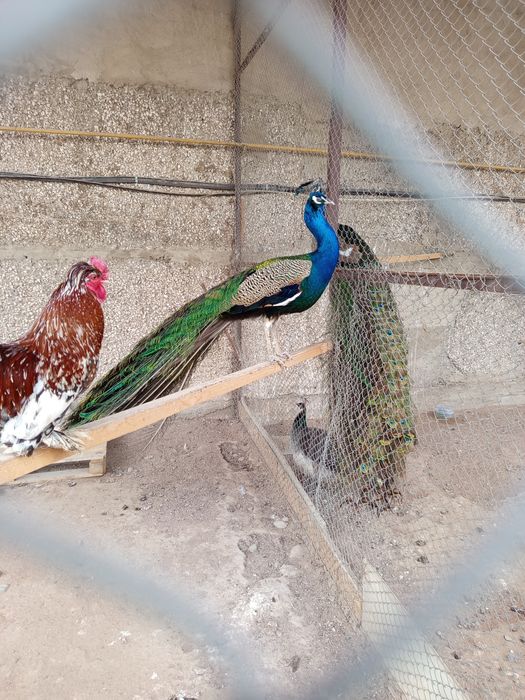 Продам павлинов самцы и самки!