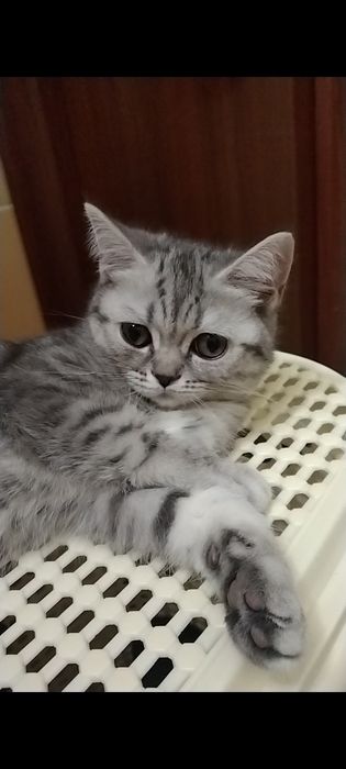 Скоттиш страйт. Девочка.