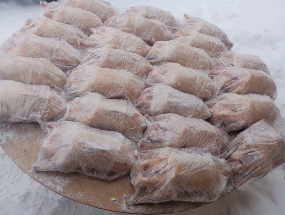 Гуси, мясо гусей тушками Халаль!!!