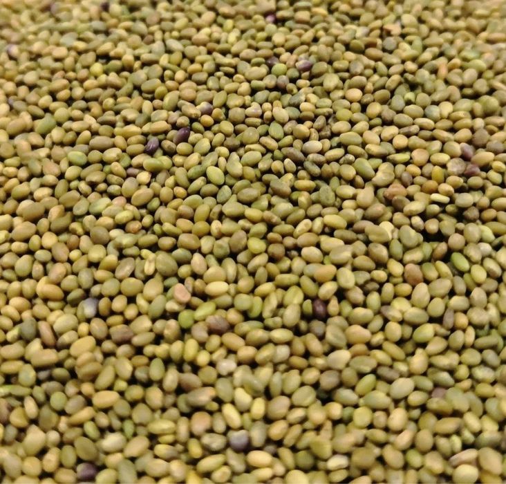 Семена донник доник магниченный