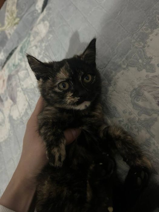 Mushu bolachalari hadyaga