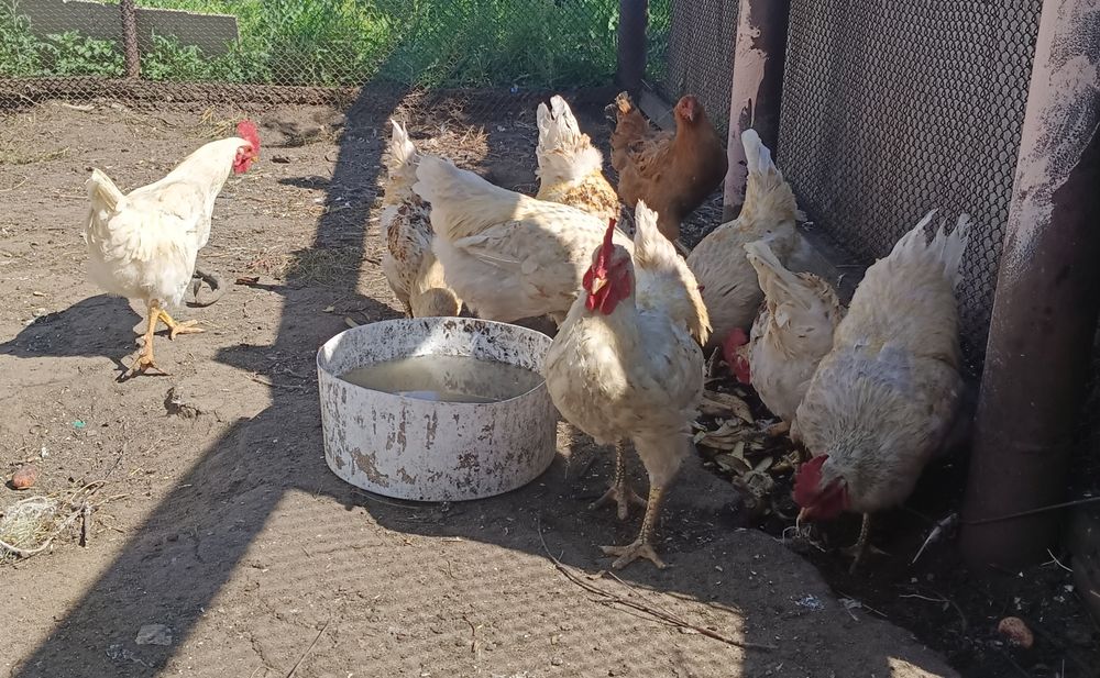 Продам питухов живьем
