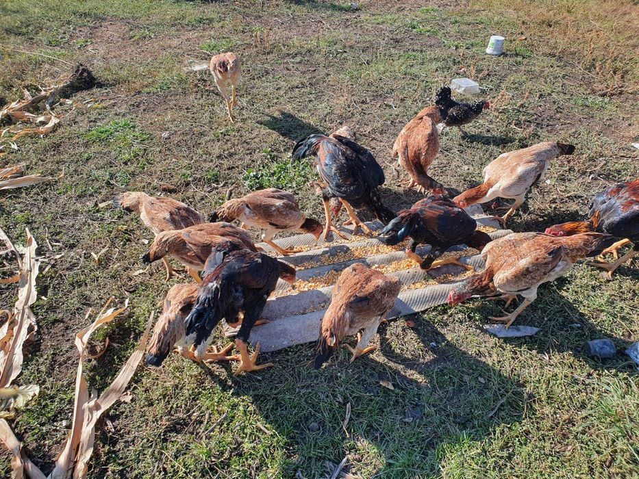 Продам курей даканов