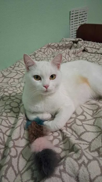 Кошечка ищет новый дом