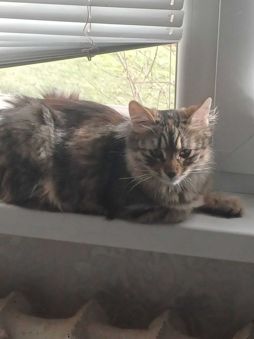 Две котета женски