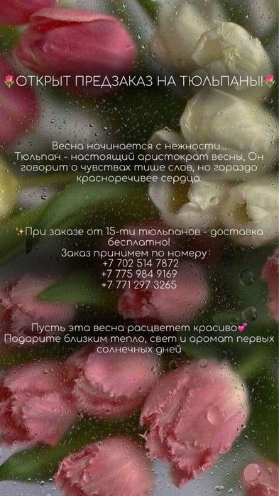 Тюльпаны в Караганде