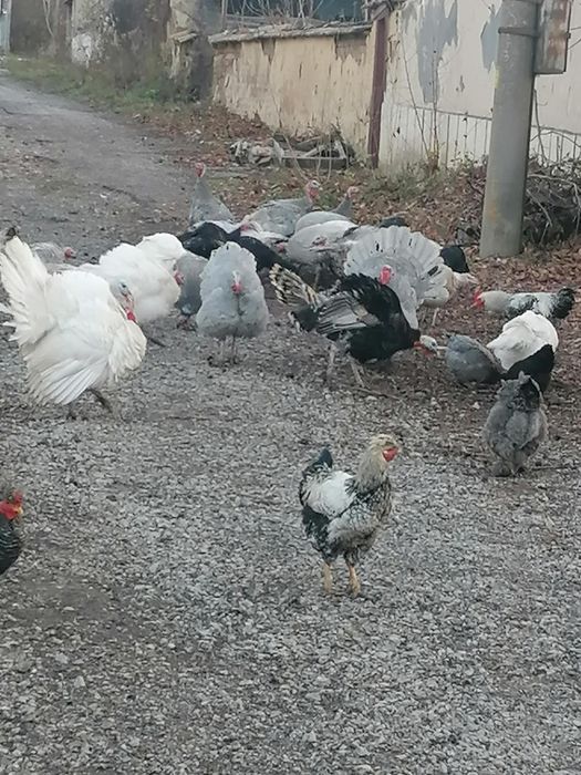 Пуйки и пуяци за продажба