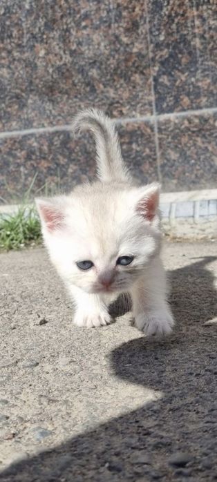 Shinshila mushukchalar sotiladi