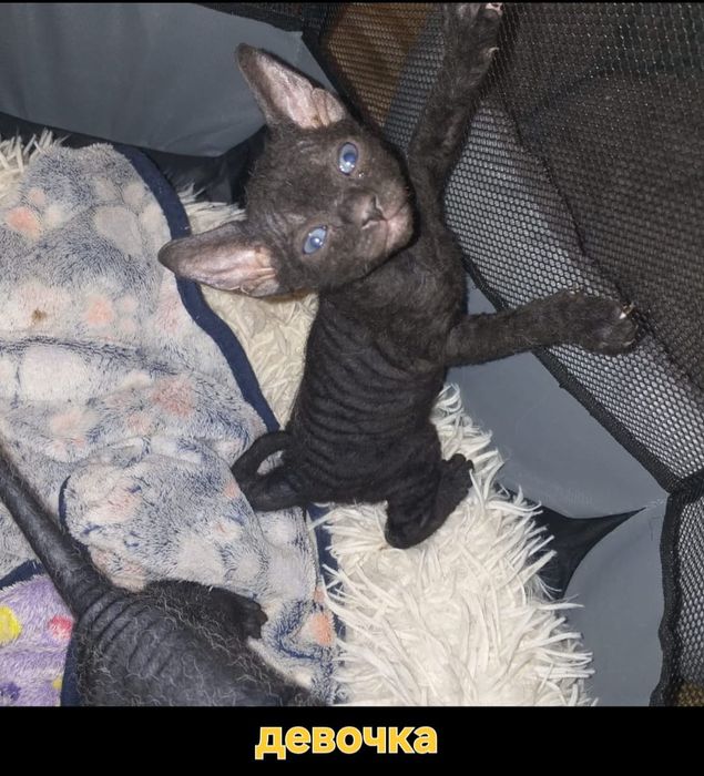 Бронь канадских котят. Им 1 мес.