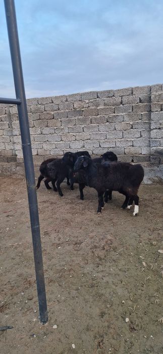 Қошқарлар сатылады