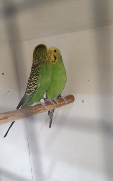 Papagali Perusi/Puisori blanzi/Maturi reproducatori