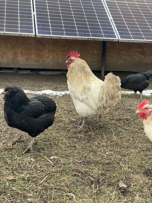 Cocos Australorp Alb de 11 luni