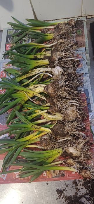 Зюмбюл селски 2лв