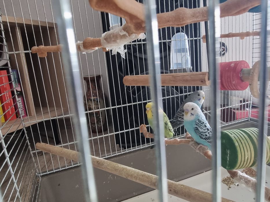 Vand papagali perusi