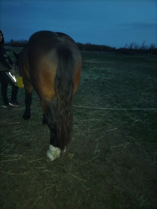 Vând armăsari tineri