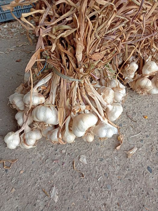 Usturoi arpagic romanesc de Copălău