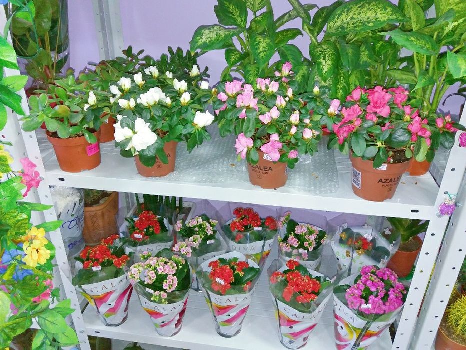 "Цветы от Rai" ул.Жамбыла 71