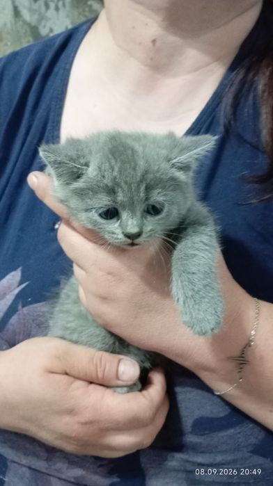 Продам котят котята все красивые
