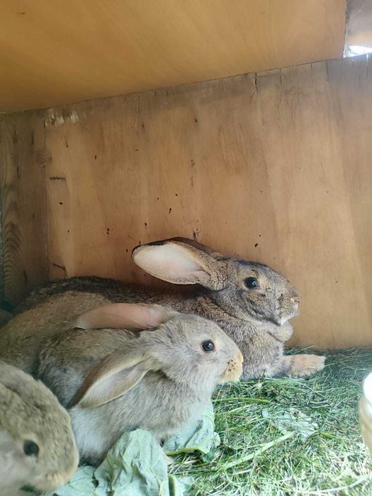 Продам кроликов !