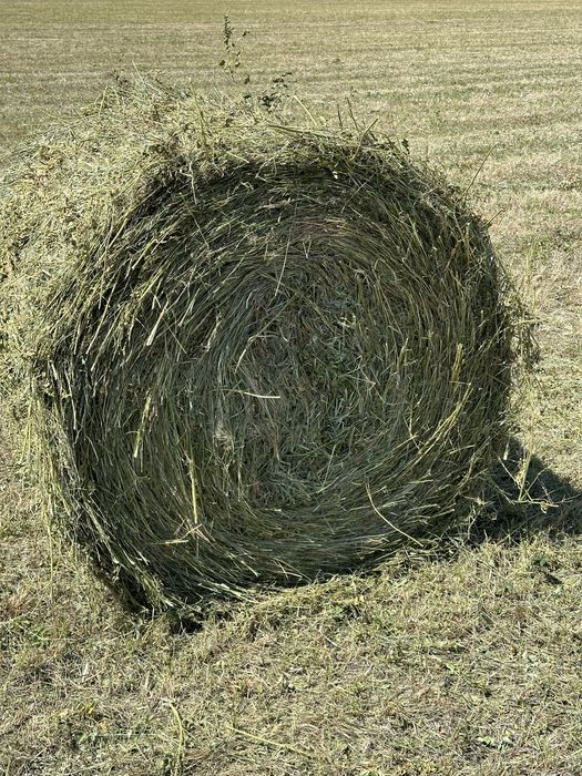 Продам сено луговое в рулоннах