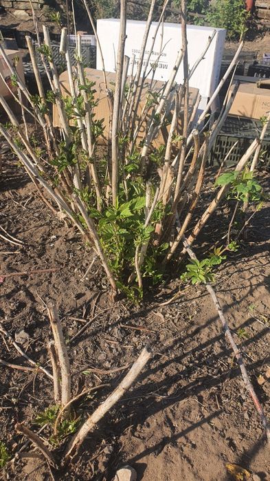 Продам малину многоразовую