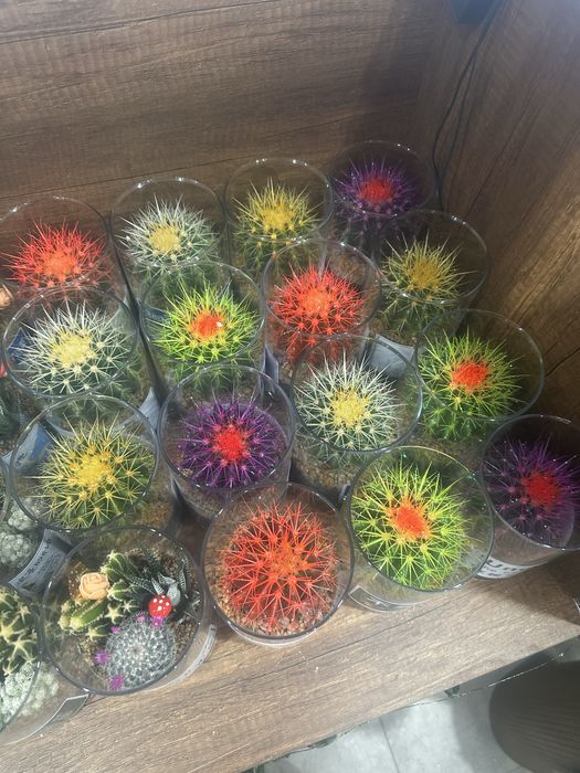 Кактусы разноцветные