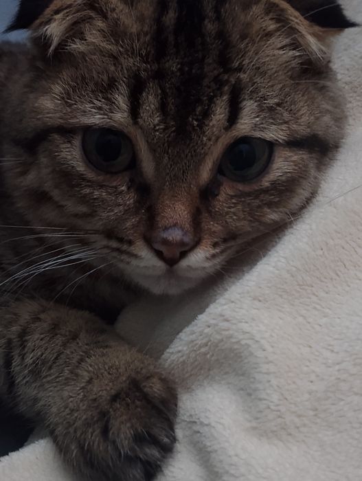 Шотландская вислоухая кошка