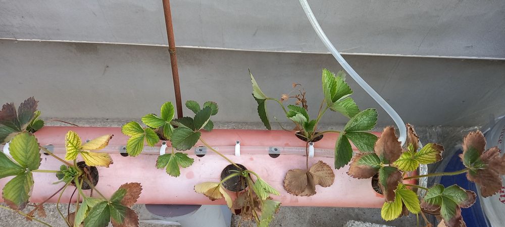 Стойка за отглеждане на ягоди