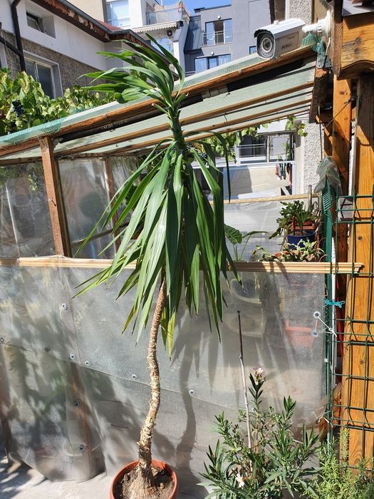 Юка  2м висока в сагсия