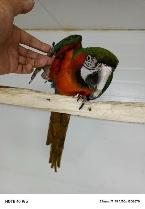 Продам ручного ару