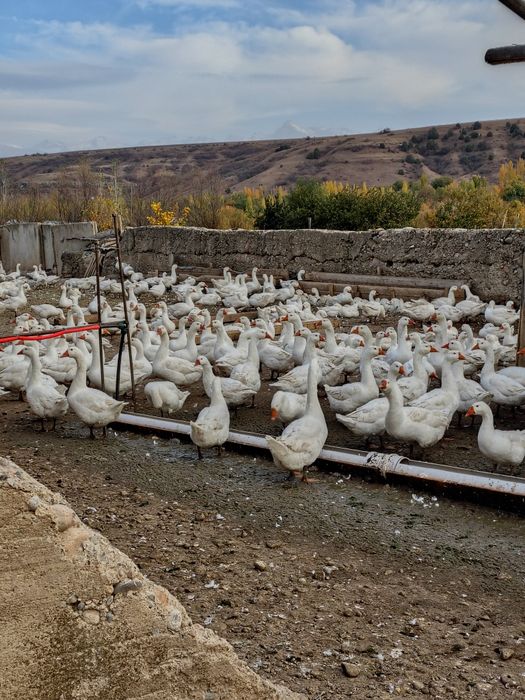 Қаздар сатылады.