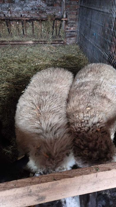 Vand 2 oi un berbecut de anul trecut si o capra stearpa