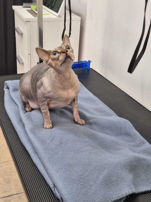 Salon Felin / Tuns Pisici / Salon Sector 6 - Frizerie Felina