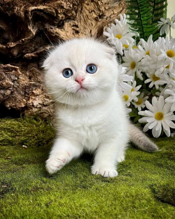 Scottish fold chinchilla