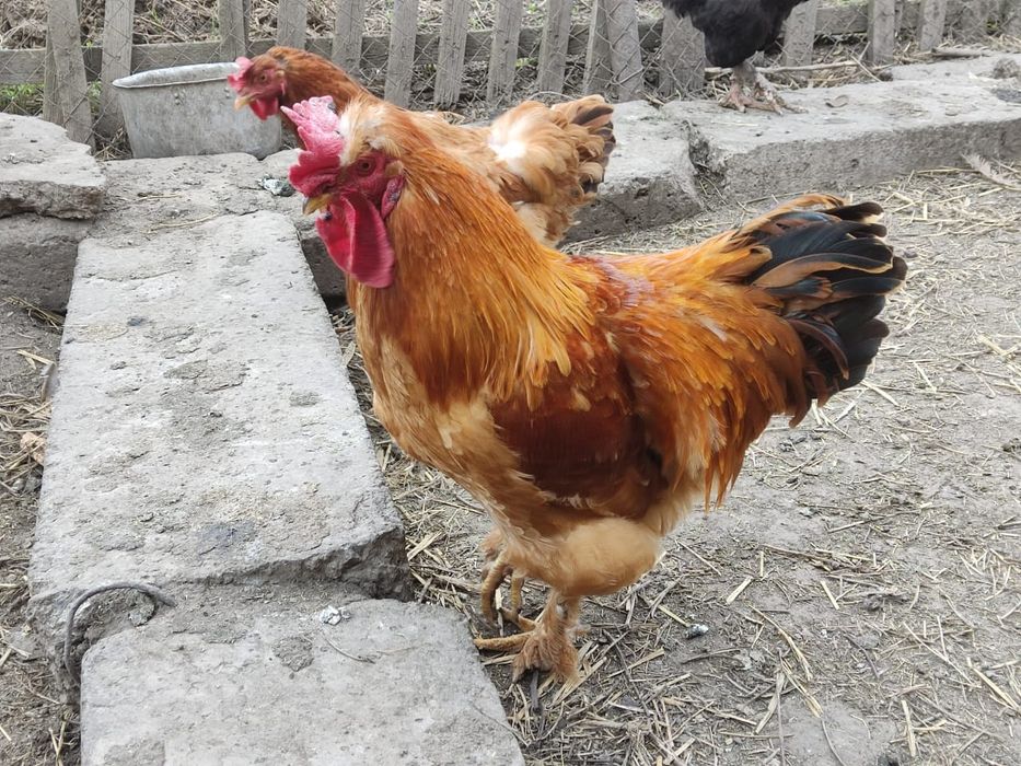 Продаются молодые петухи