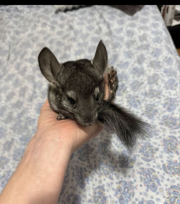 Vand pui chinchilla lanigera,Pretul este de 300lei unul 500 ambii.
