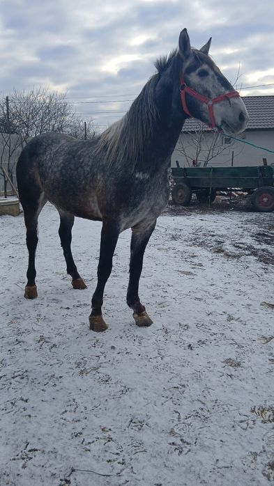 Mânz semigreu și armăsar lipițan