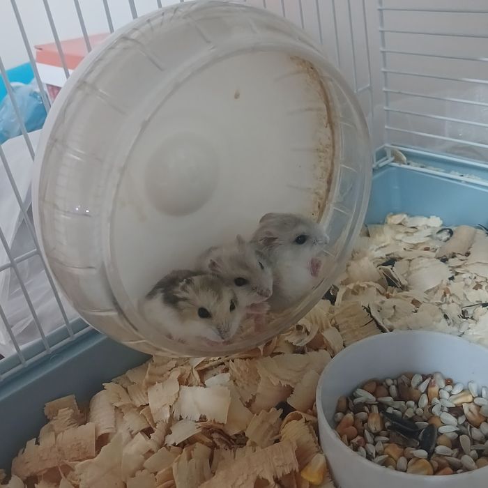 Продаю 3 хомяка девочки