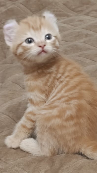 Породистые котята