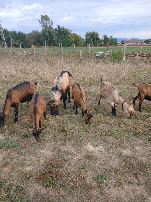 Capre de vânzare Orastie • OLX.ro