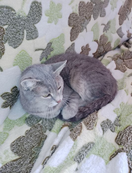 Потерялась кошка