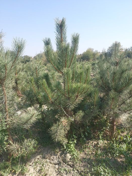Крымская сосна — с собственного питомника, оптом