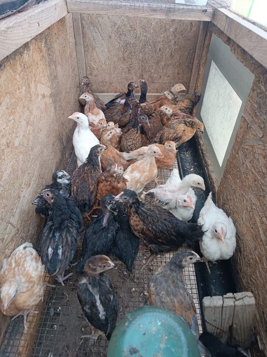 Балапан. Цыплята