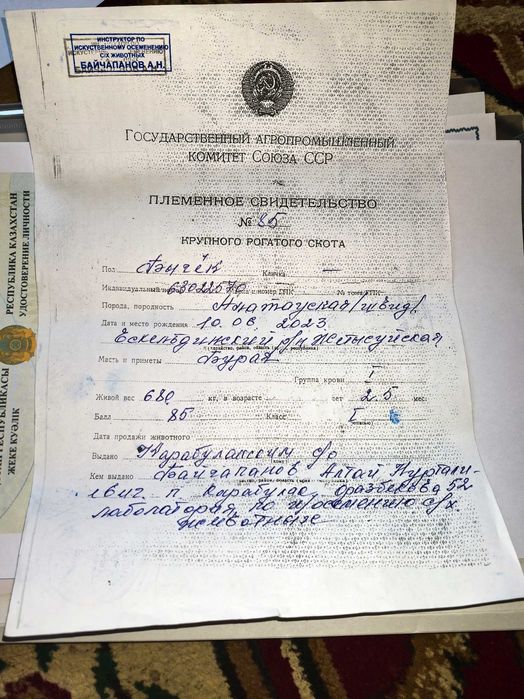 Алатау бұқа сатылады