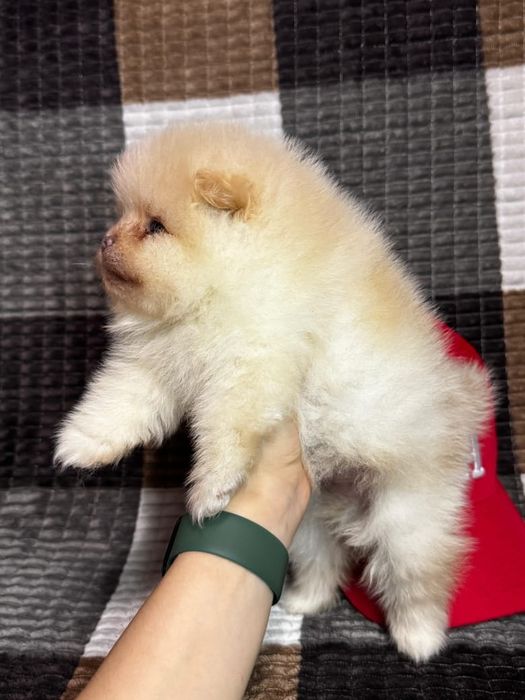 Шпицы кремовые готовы к переезду