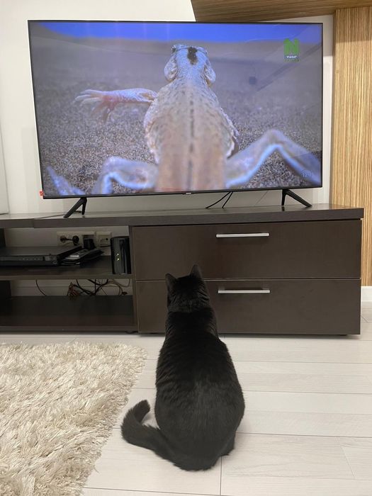 Motanel foarte afectuos isi cauta casuta permanenta cu curte