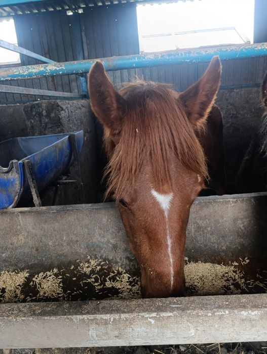 Екі бас жуас ат сатылады