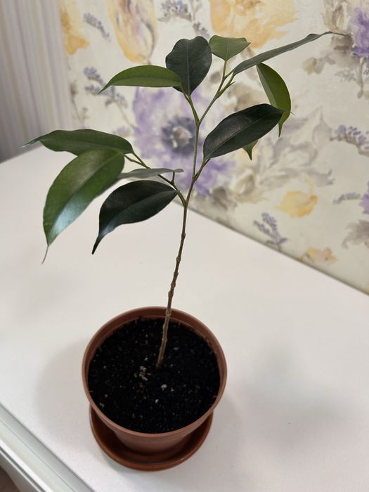 Фикус бенджамена